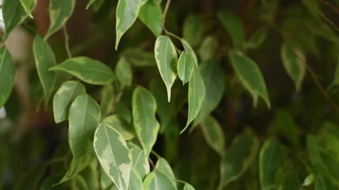 Ficus benjamin close-up. Stock Footage 152356240