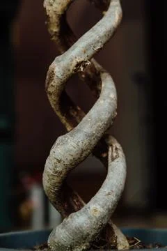 Ficus Benjamin double helix trunk. Stock Photos