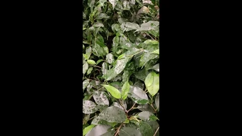 Ficus Benjamin fig rubber plant home plants leaves potted herbal greenhouse Stock Footage 271032675