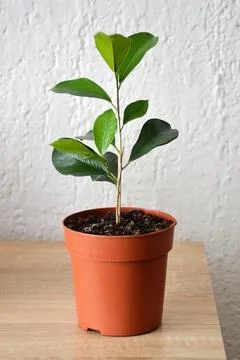Ficus Benjamin in flowerpot, closeup Stock Photos