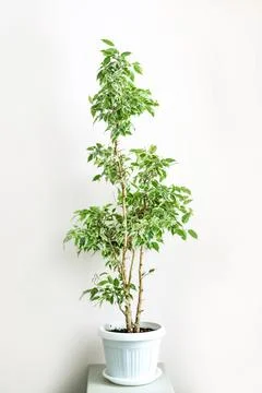 Ficus Benjamin With Green And White Leaves in a white pot Houseplant portrait. Stock Photos