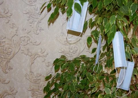 Ficus benjamin is a large tree in the room decorated with medical masks Stock Photos