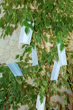 Ficus benjamin is a large tree in the room decorated with medical masks Stock Photos