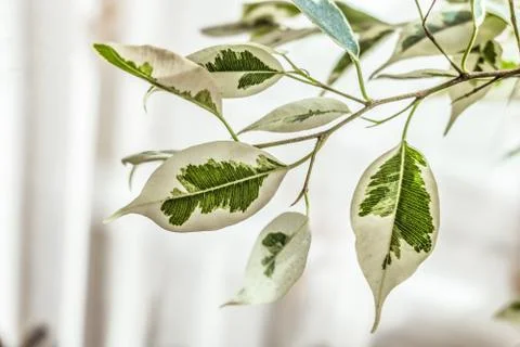 Ficus benjamin leafs on a branch Stock Photos