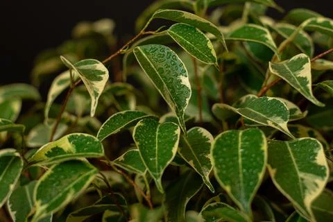 Ficus benjamin leaves closeup with drops of water Stock Photos