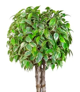 Ficus Benjamin Stock Photos