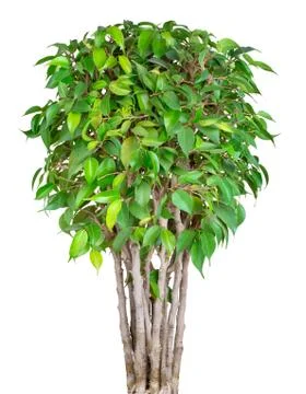 Ficus Benjamin Stock Photos