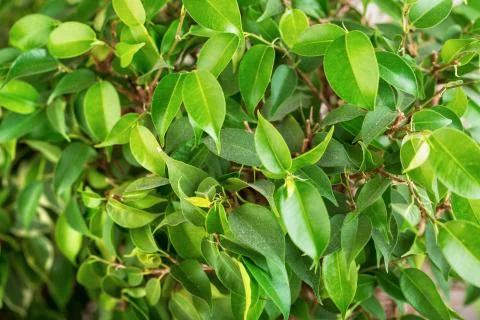 Ficus Benjamin Stock Photos