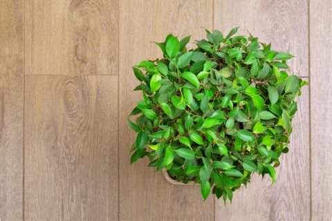 Ficus Benjamin Stock Photos
