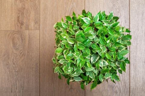 Ficus Benjamin Stock Photos