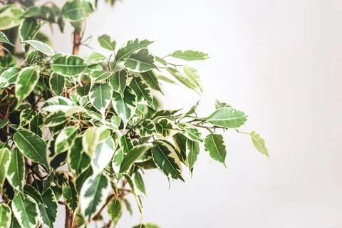 Ficus Benjamin in the pot standing in the window seal. Urban jungle concept Stock Photos