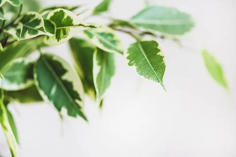Ficus Benjamin in the pot standing in the window seal. Urban jungle concept Stock Photos