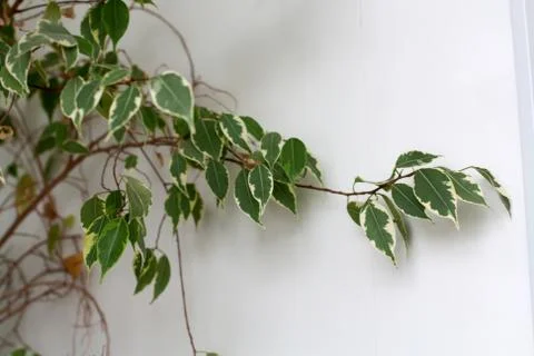 Ficus benjamina branch Stock Photos