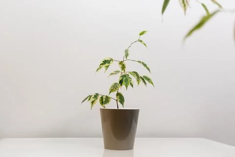 Ficus Benjamina in brown pot Stock Photos