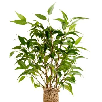 Ficus benjamina closeup Stock Photos