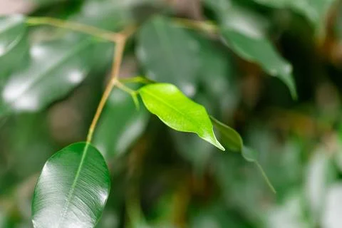 Ficus benjamina developing new bright green leaf Stock Photos