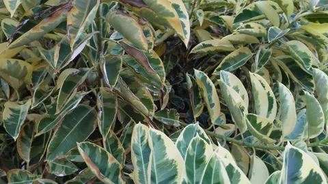 Ficus benjamina Stock Footage 257009877