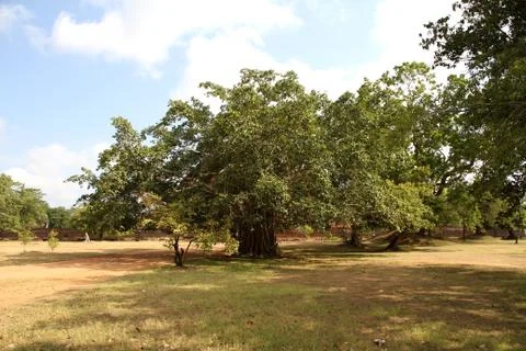 Ficus Benjamina giant tree Stock Photos