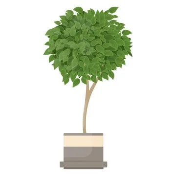 Ficus benjamina Stock Illustration