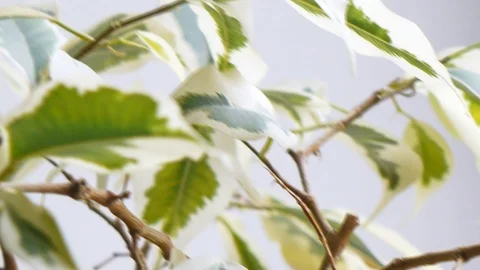 Ficus benjamina leafs objects and background. Stock Footage 106010745