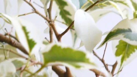 Ficus benjamina leafs objects and background. Stock Footage 106010896