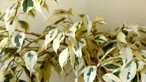 Ficus benjamina leafs objects and background. Stock Footage 118010971