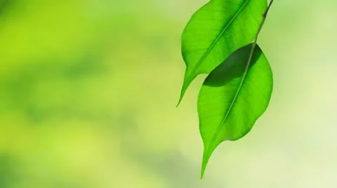 Ficus benjamina leaves in breeze background Stock Footage 8860712