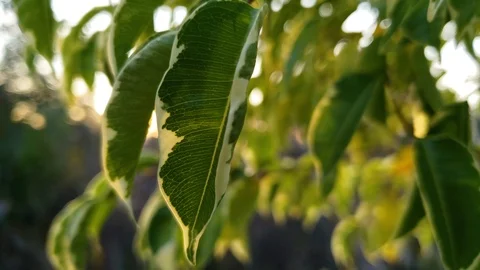 Ficus benjamina leaves close up Stock-Footage 101977576