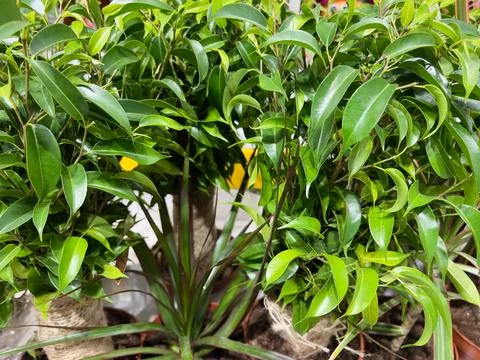 Ficus benjamina or rubber tree in a pot at home Stock Photos