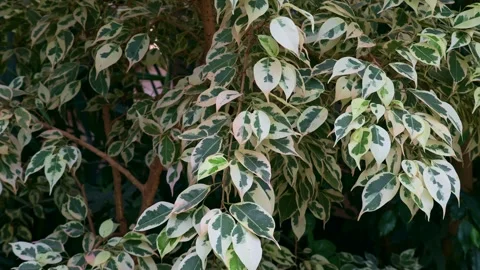 Ficus Benjamina or Weeping Fig pot plant leaves close up Stock Footage 245622117