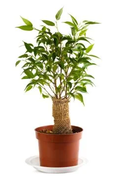 Ficus benjamina Stock Photos