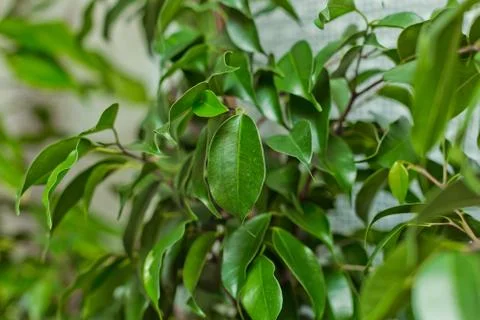 Ficus benjamina Stock Photos