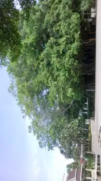 Ficus benjamina Stock Photos