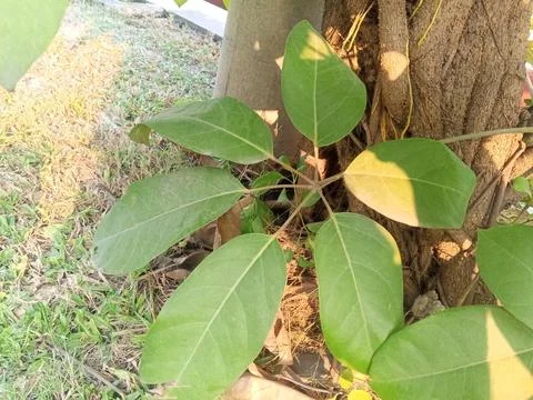 Ficus Benjamina Sapling Umbrella Lef Stock Photos