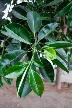 Ficus Benjamina tree leaves. Ficus Benjamina foliage. Green leaves foliage. G Stock Photos