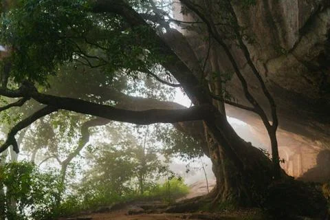 Ficus benjamina - tree with long branches fog morning Foto stock
