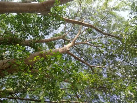 Ficus benjamina tree in nature Stock Photos