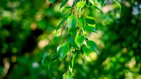 Ficus benjamina (weeping fig, benjamin fig, ficus tree) leaves Stock Photos