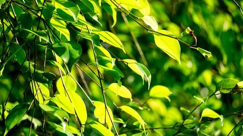 Ficus benjamina (weeping fig, benjamin fig, ficus tree) leaves Stock Photos