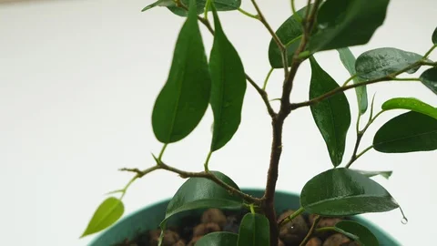 Ficus Benjamin.Room tree closeup.Decoration for the home. Video stock 128697683