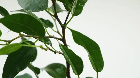 Ficus Benjamin,rotates on white background.The leaves and branches close up. 스톡 동영상 128189659