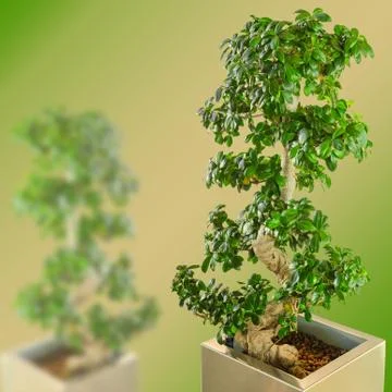 Ficus bonsai dwarf tree on gradient blurred background Stock Photos