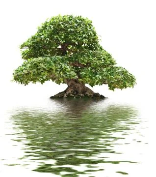 Ficus bonsai isolated Stock Photos