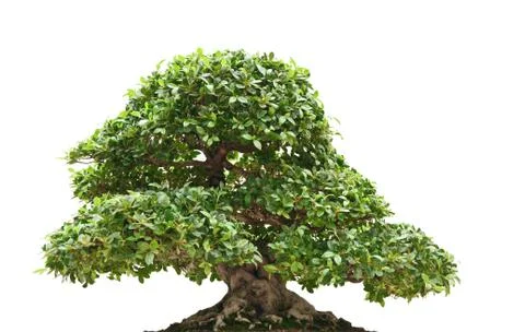 Ficus bonsai isolated Stock Photos