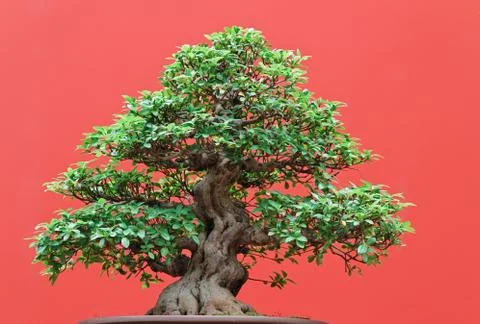 Ficus bonsai Stock Photos