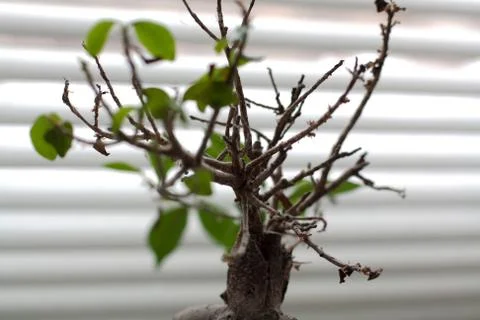 Ficus bonsai tree Stock Photos