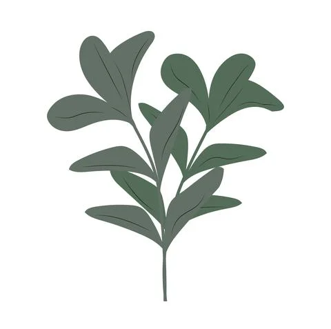 Ficus branch vector. Home plant isolated on a white background. Stock Illustration
