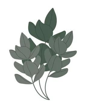 Ficus branch vector. Home plant isolated on a white background. Stock Illustration