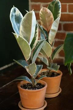 Ficus in a brown pot Stock Photos