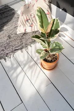 Ficus in a brown pot Stock Photos